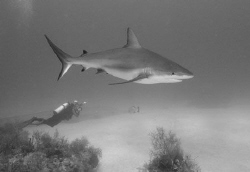Shark, diver, and grouper. by David Heidemann 